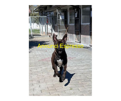 In regalo CANE PIT BULL