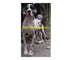 Cane alano