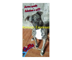 In regalo Cagnolino in Adozione