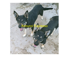 In regalo ULISSE E PRINCESS