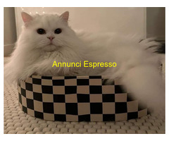 CATSITTER