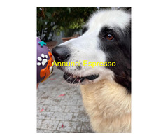 In regalo CANE METICCIO