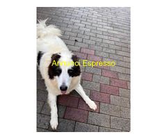 In regalo CANE METICCIO