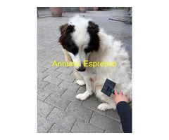 In regalo CANE METICCIO