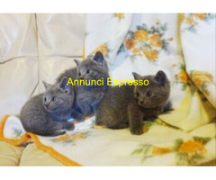 Certosini gatto