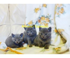 Certosini gatto