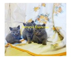 Certosini gatto