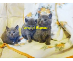 Certosini gatto
