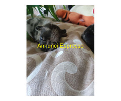 Bouledogue francese cuccioli