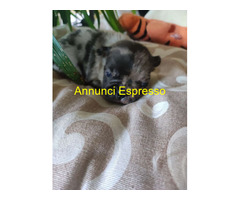 Bouledogue francese cuccioli