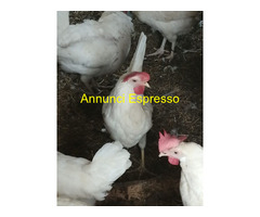 Uova feconde di Livornese bianca