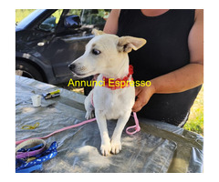 In regalo RIA 5 mesi taglia piccola 10kg