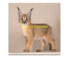 Gattino caracal disponibile