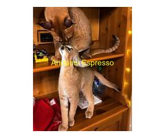 Gattino caracal disponibile