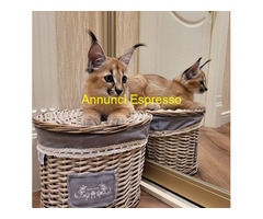 Gattino caracal disponibile