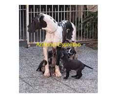 Alani neri grigi e arlecchini
