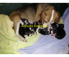 Beagle tricolore cuccioli