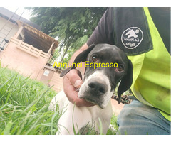 Pointer maschio 7 mesi