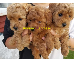 In regalo cuccioli di barboncino