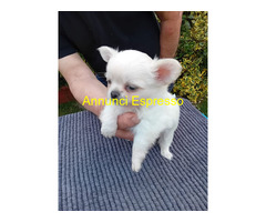 Chihuahua mini