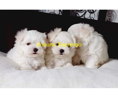 Maltese toy maschietti