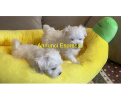 Maltese toy maschietti