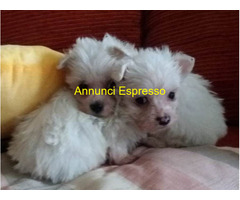 Maltese toy maschietti