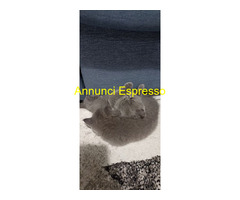 Gattini British shorthair