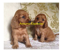 Cocker Spaniel cuccioli