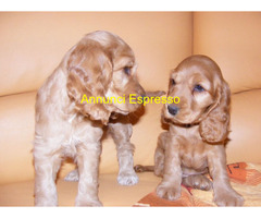 Cocker Spaniel cuccioli