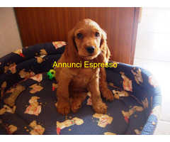 Cocker Spaniel cuccioli
