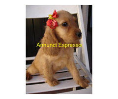 Cocker Spaniel cuccioli
