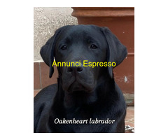Cuccioli Labrador