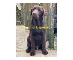 Cuccioli Labrador