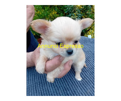 Tre chihuahua toy