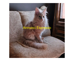 Maine Coon