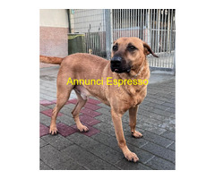In regalo CANE METICCIO
