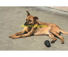 In regalo CANE METICCIO