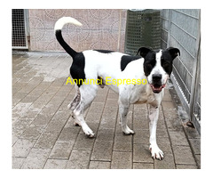 In regalo CANE METICCIO