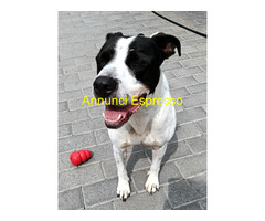 In regalo CANE METICCIO