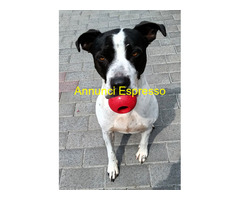 In regalo CANE METICCIO