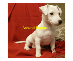 Jack Russell cuccioli
