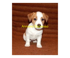 Jack Russell cuccioli