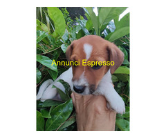 Jack Russell cuccioli