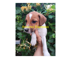 Jack Russell cuccioli