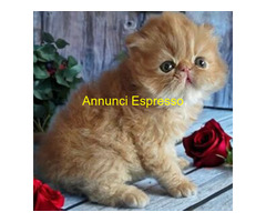 Persiani  pedigree CFA