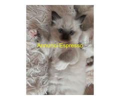 Gatto ragdoll