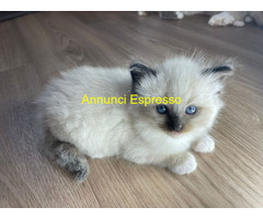 Gatto ragdoll