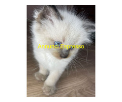 Gatto ragdoll