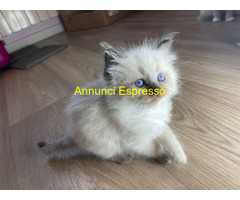Gatto ragdoll